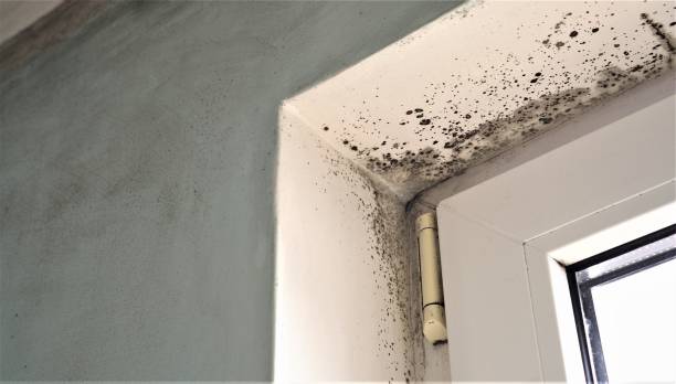Reliable Crowley Lake, CA Mold Removal Solutions