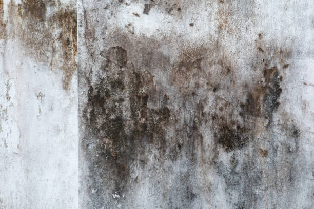 Best Air Quality Testing for Mold Spores  in Crowley Lake, CA