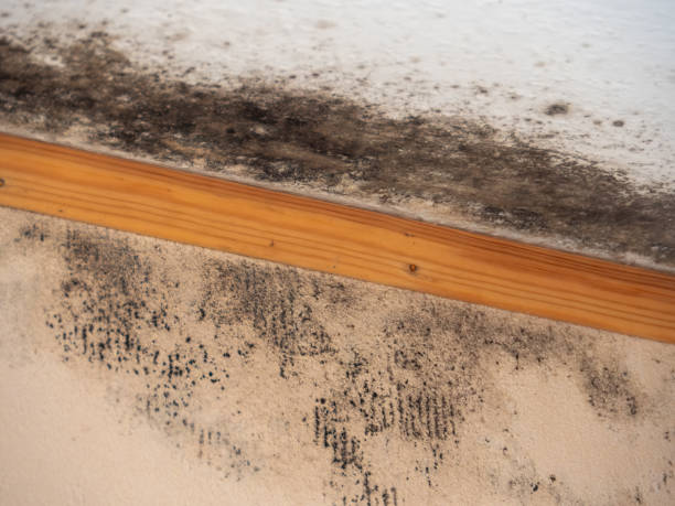Best Crawl Space Mold Remediation  in Crowley Lake, CA