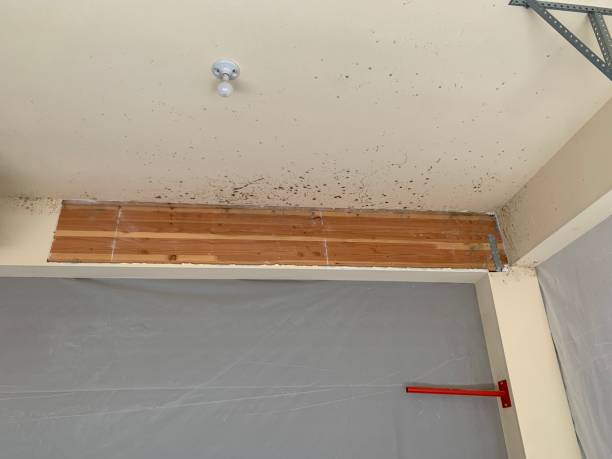 Best Mold-Related Health Consultation  in Crowley Lake, CA