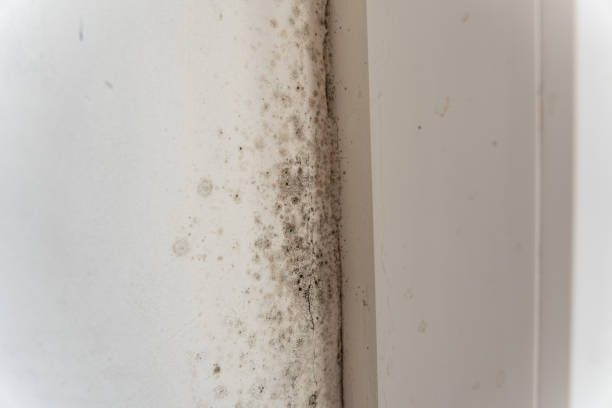  Crowley Lake, CA Mold Removal Pros